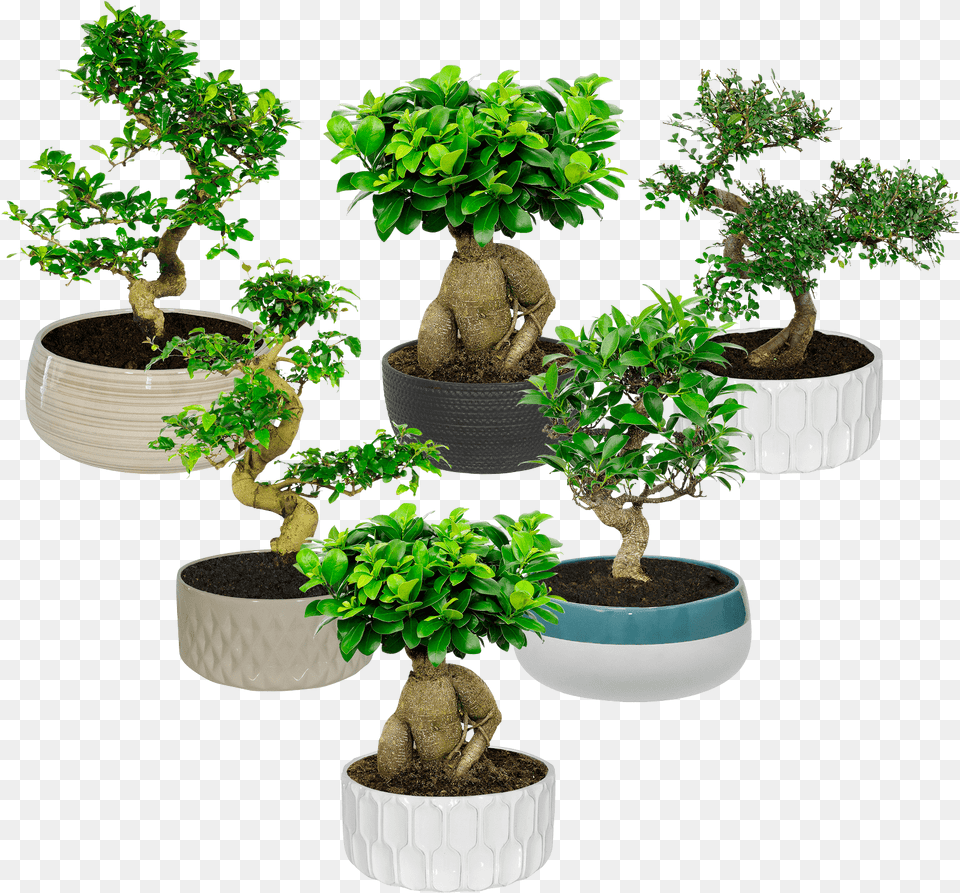 Aldi Bonsai, Plant, Potted Plant, Tree Free Png Download
