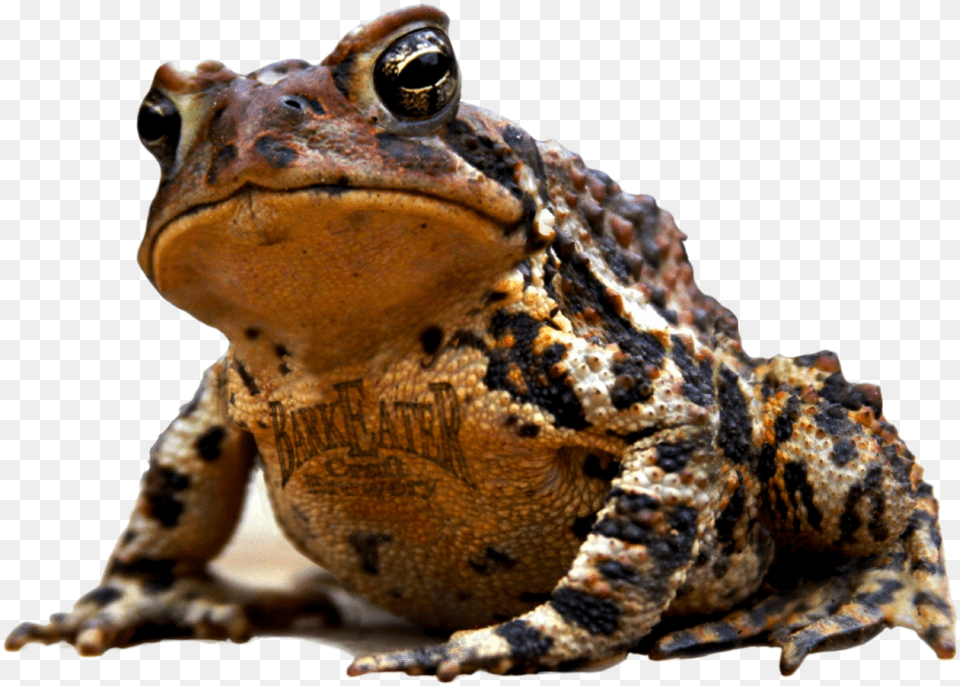 Ale Toad Eastern Spadefoot, Animal, Lizard, Reptile, Wildlife Png Image