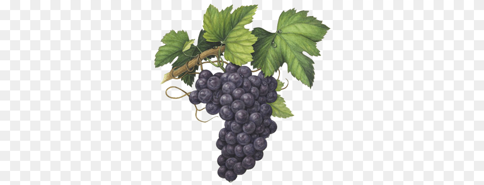 Aleanto Fine Wine Importers Our Wines Veneto Grape Watercolor Painting, Food, Fruit, Grapes, Plant Free Png Download