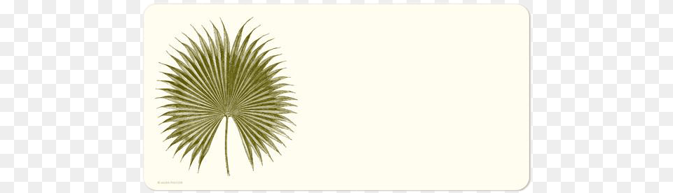 Alexa Pulitzer Palm Monarch Note Cards Circle, Leaf, Palm Tree, Plant, Tree Free Transparent Png