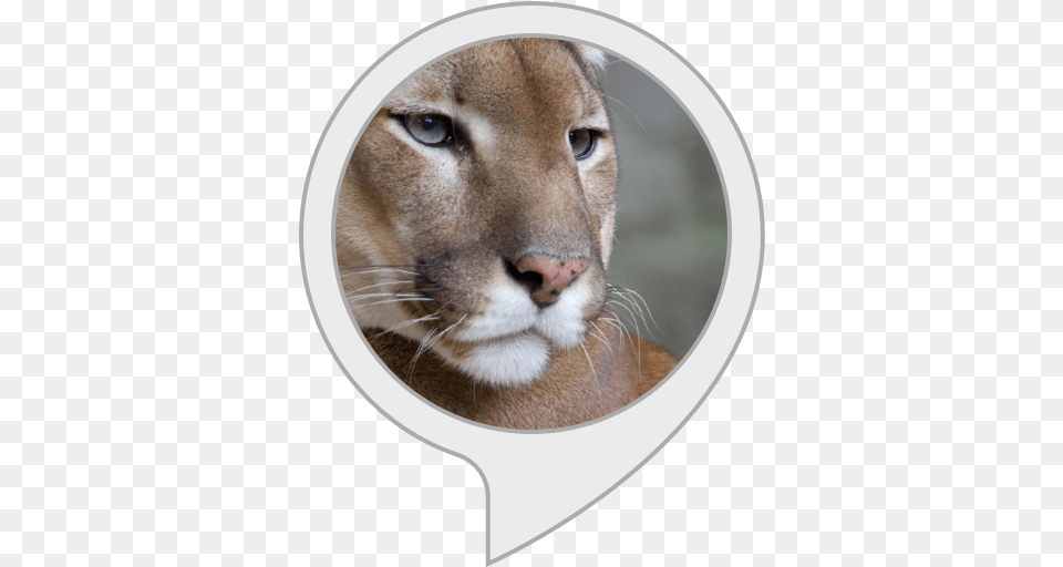 Alexa Puma Animal, Wildlife, Cougar, Mammal, Lion Png Image