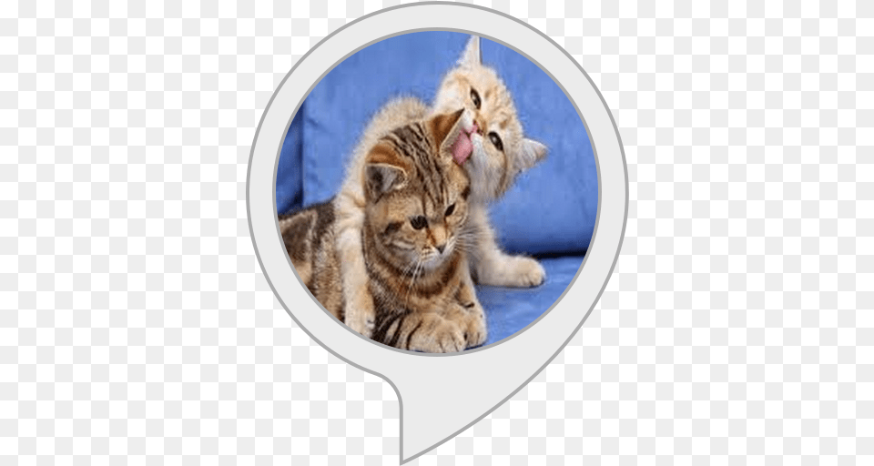 Alexa Skills Pokemon Licky Cats, Animal, Cat, Kitten, Mammal Free Transparent Png