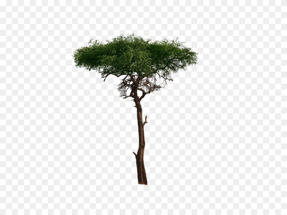 Alexander Palm Alexander Palm Tree Full Size Alexander Palm, Plant, Potted Plant, Moss Png