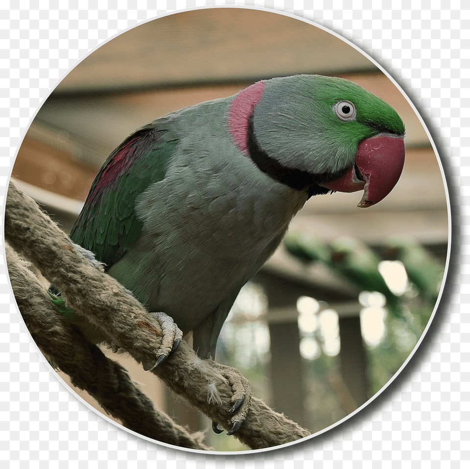 Alexander Parakeet Hahn Bird Small Free Photo On Pixabay Parakeet, Animal, Parrot Png Image
