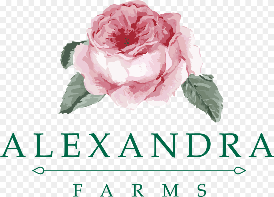 Alexandra Garden Roses, Carnation, Flower, Plant, Rose Free Png