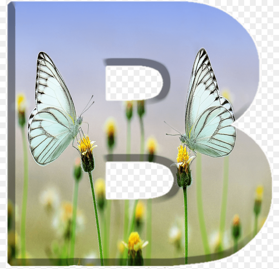 Alfabeto Decorativo Borboletas, Plant, Animal, Butterfly, Insect Free Transparent Png