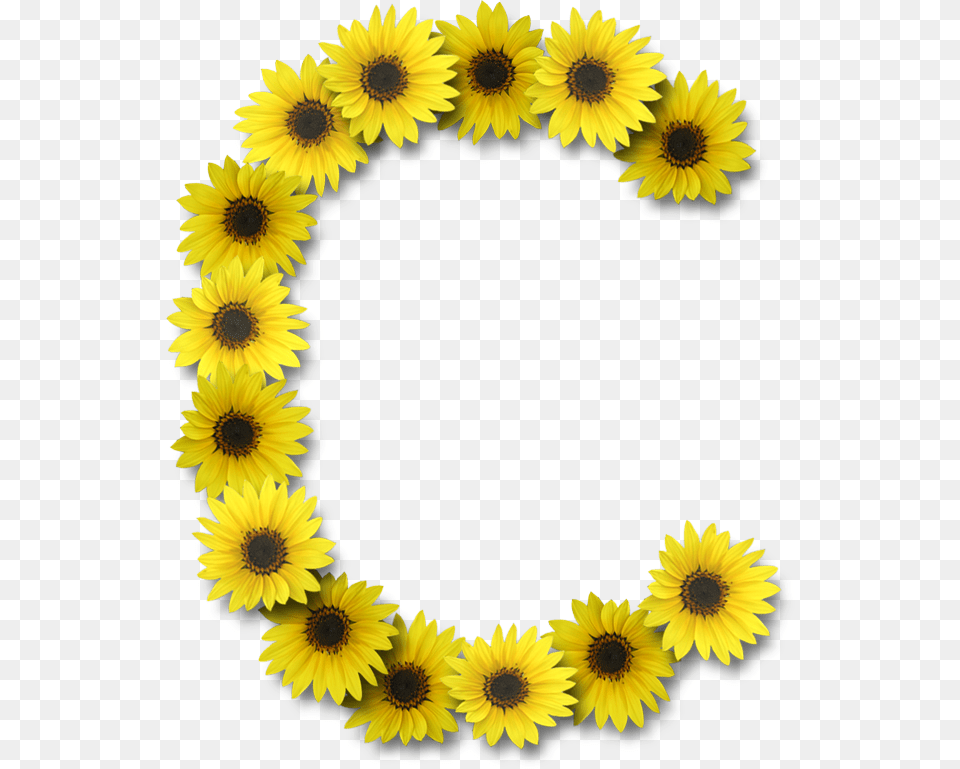 Alfabeto Florido Girassol Sunflower Letter O, Flower, Plant, Daisy Free Png