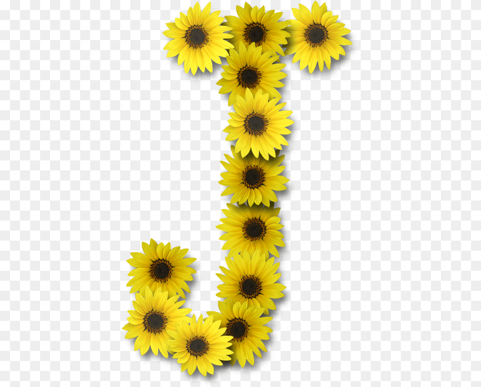Alfabeto Sunflowers, Flower, Plant, Sunflower, Daisy Png Image