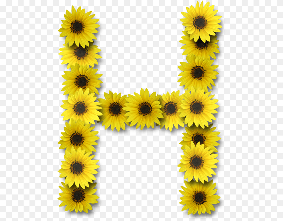 Alfabeto Sunflowers Alphabet Sunflower Letters, Flower, Plant, Daisy, Petal Free Png Download