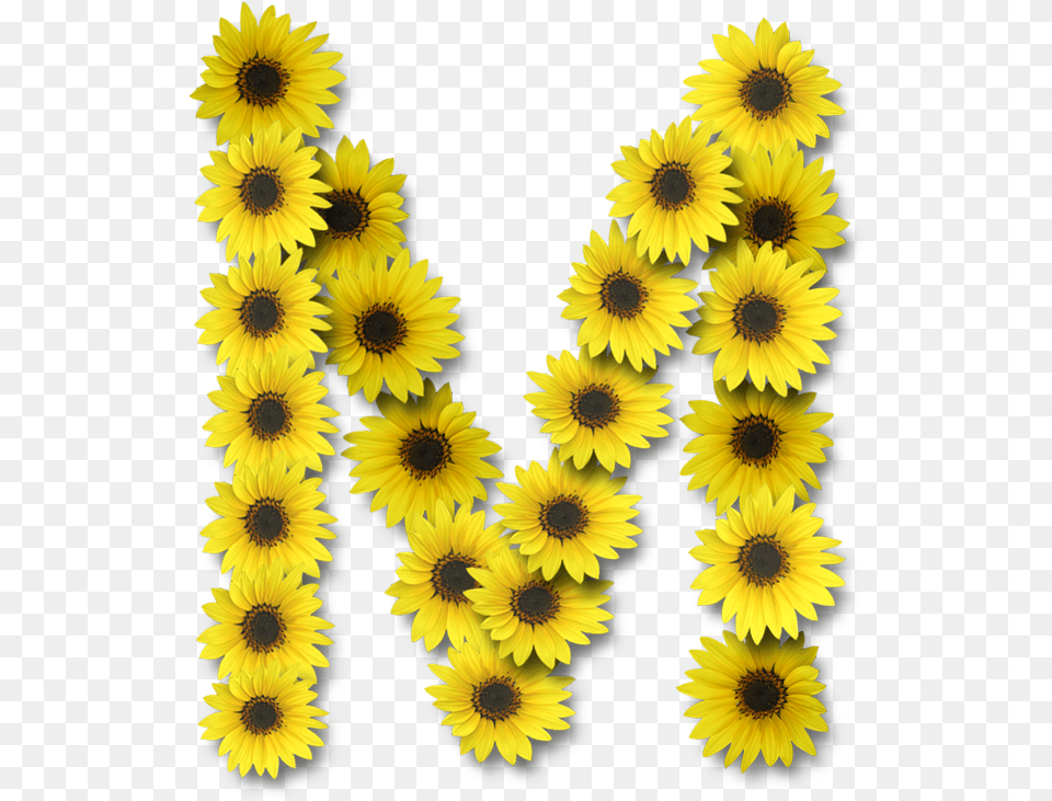 Alfabeto Sunflowers Alphabet Sunflower Letters, Daisy, Flower, Plant, Petal Png