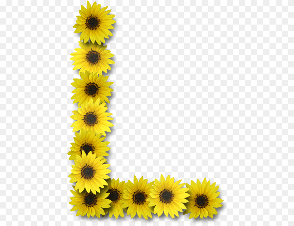 Alfabeto Sunflowers Letra L Con Girasoles, Flower, Plant, Sunflower, Daisy Free Transparent Png