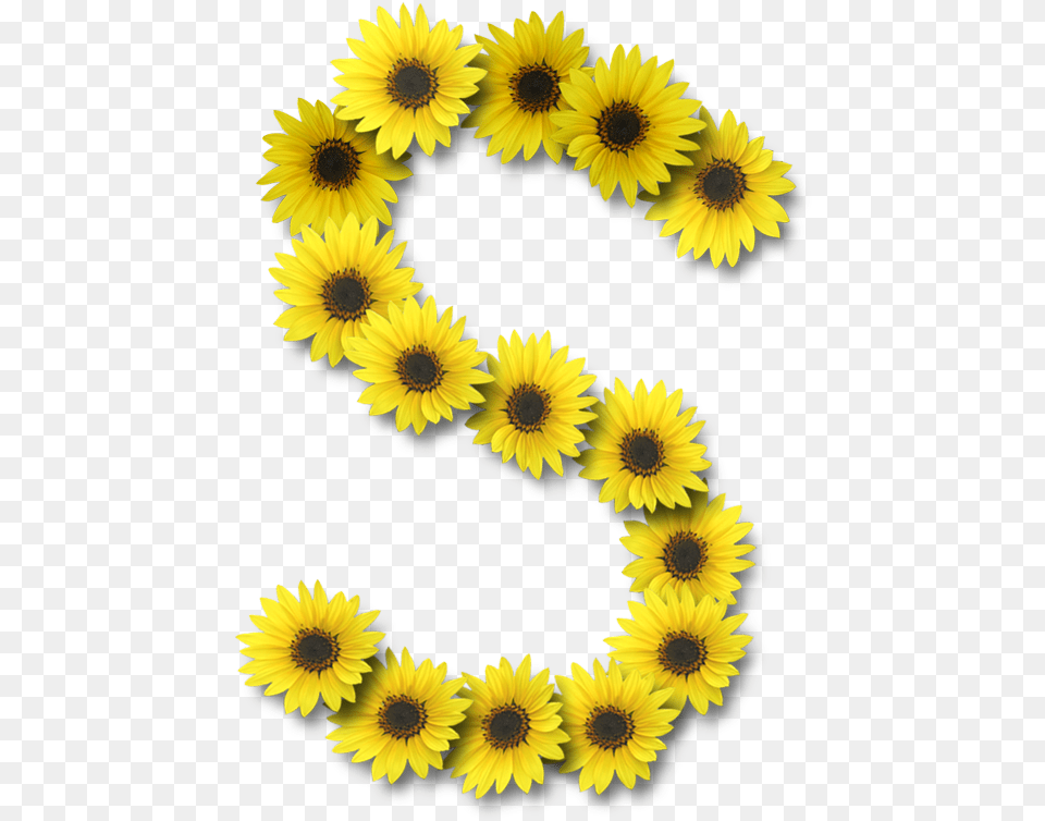 Alfabeto Sunflowers S Floral Border Design Sunflower Sunflower Alphabet, Flower, Plant, Daisy, Petal Free Transparent Png