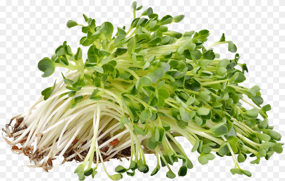 Alfalfa, Plant, Sprout, Food, Produce Png