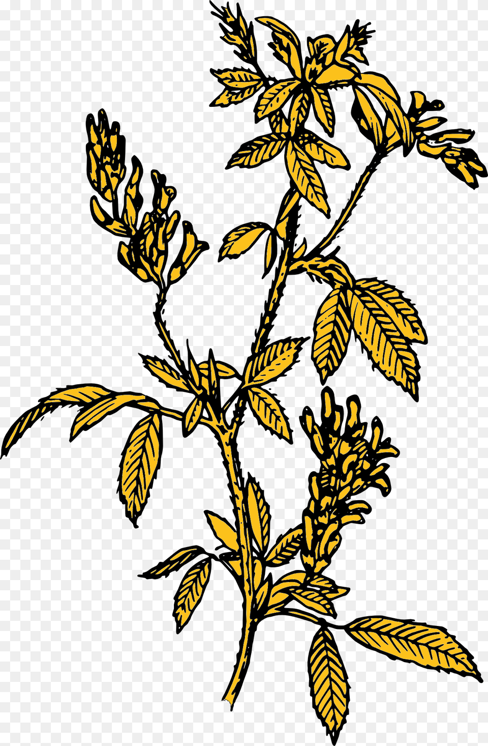 Alfalfa Clip Art, Leaf, Pattern, Plant, Herbal Free Png Download