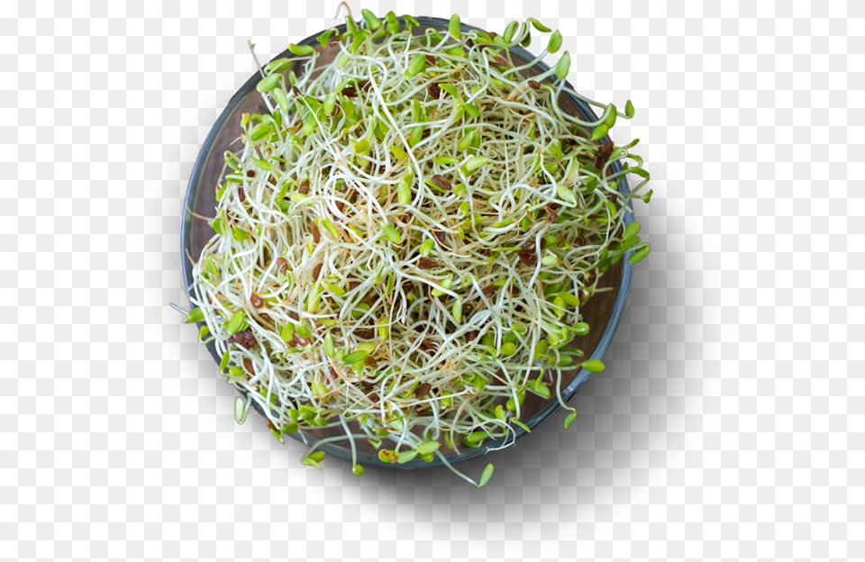 Alfalfa High Protein Vegetables, Bean Sprout, Food, Plant, Produce Free Png Download