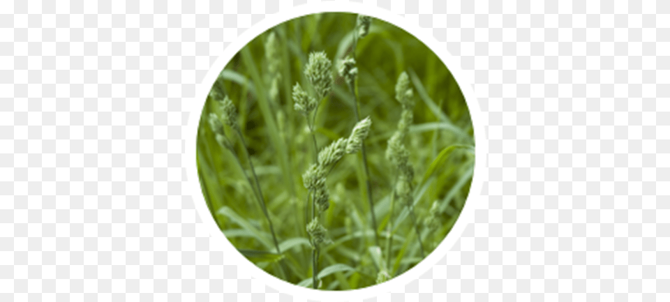 Alfalfa Sprouts, Grass, Plant, Vegetation, Agropyron Free Png Download
