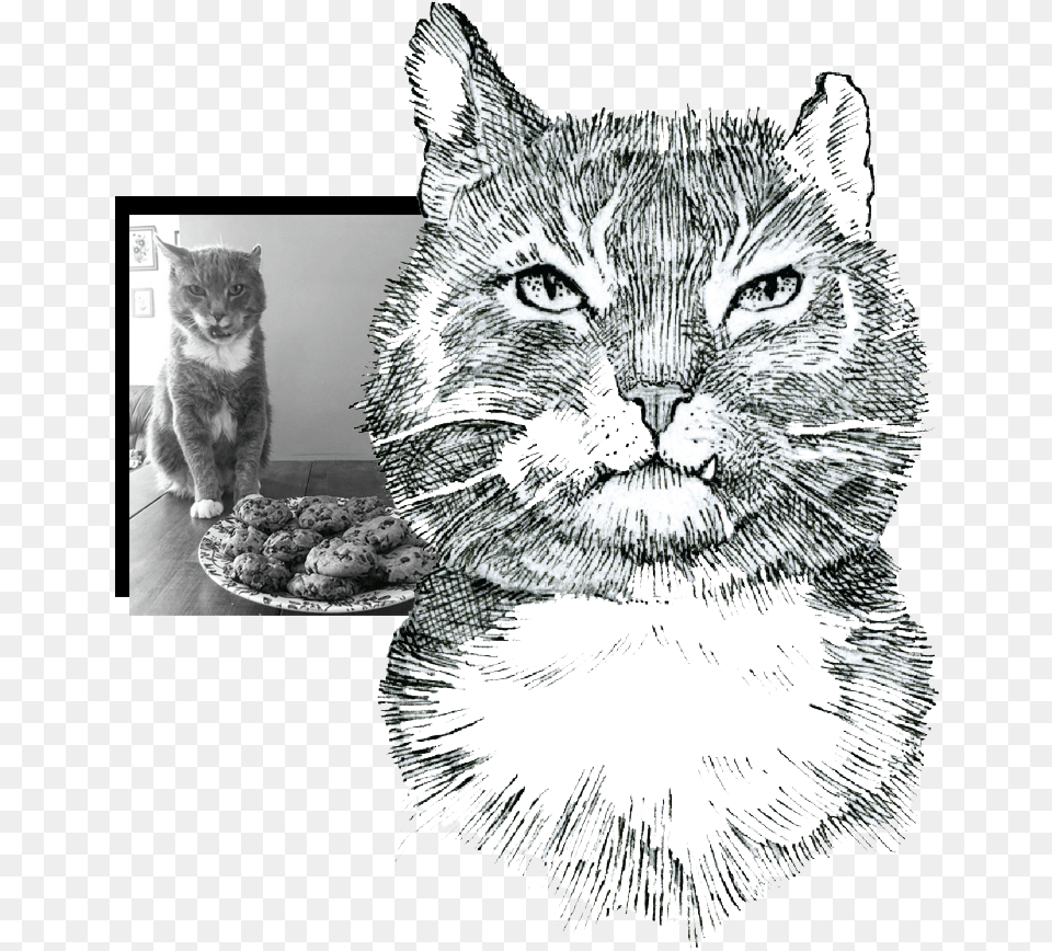 Alfie Collage, Art, Drawing, Animal, Cat Free Png
