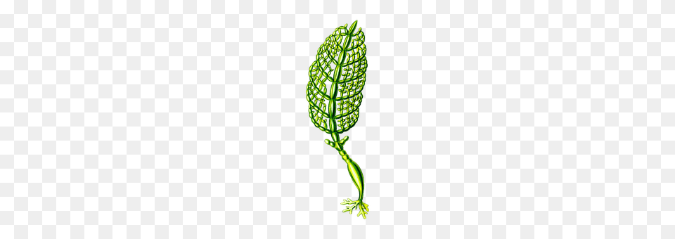 Alga Green, Leaf, Plant, Electrical Device Png