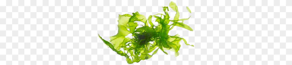 Algae 2 Image Algae Extract, Moss, Plant, Seaweed, Qr Code Png