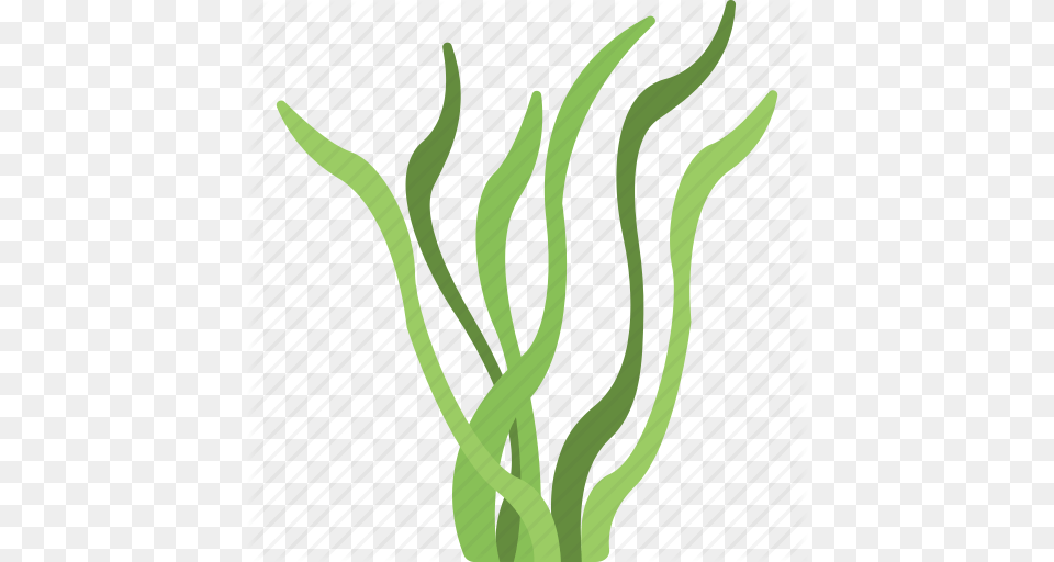 Algae Image, Grass, Plant, Seaweed, Food Free Png