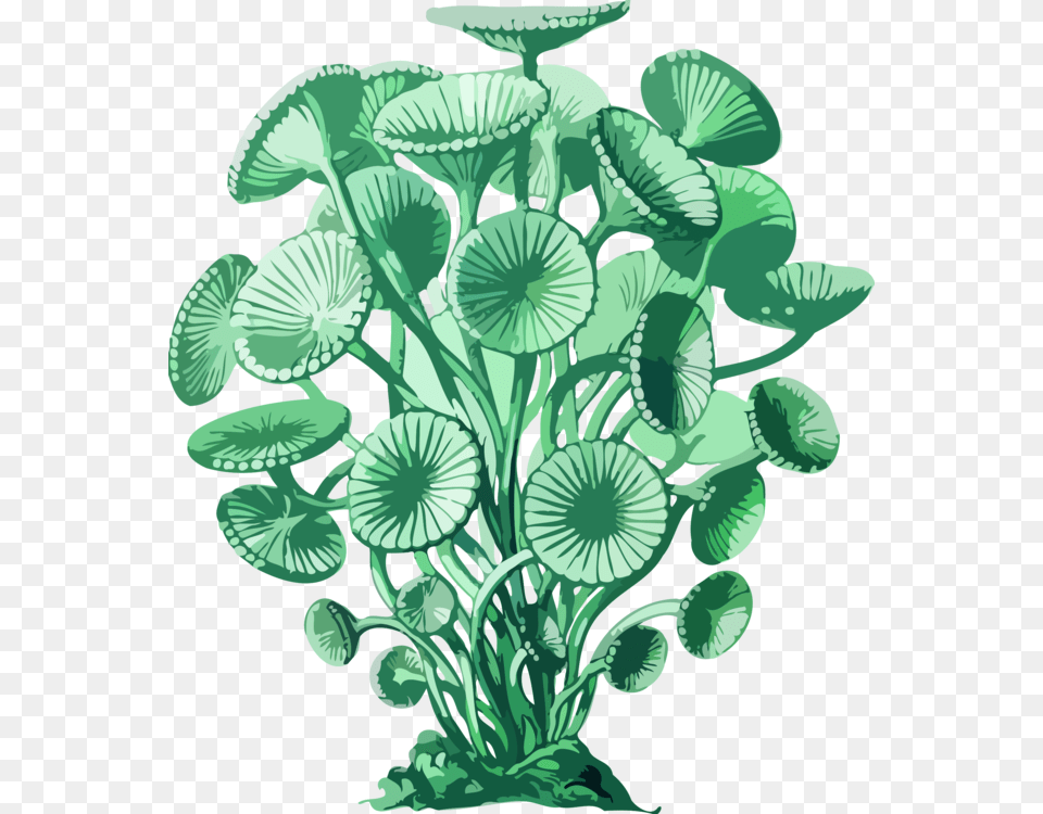 Algae Seaweed Art Forms In Nature Acetabularia Ryukyuensis Ernst Haeckels Prints, Plant, Herbal, Herbs, Green Png Image