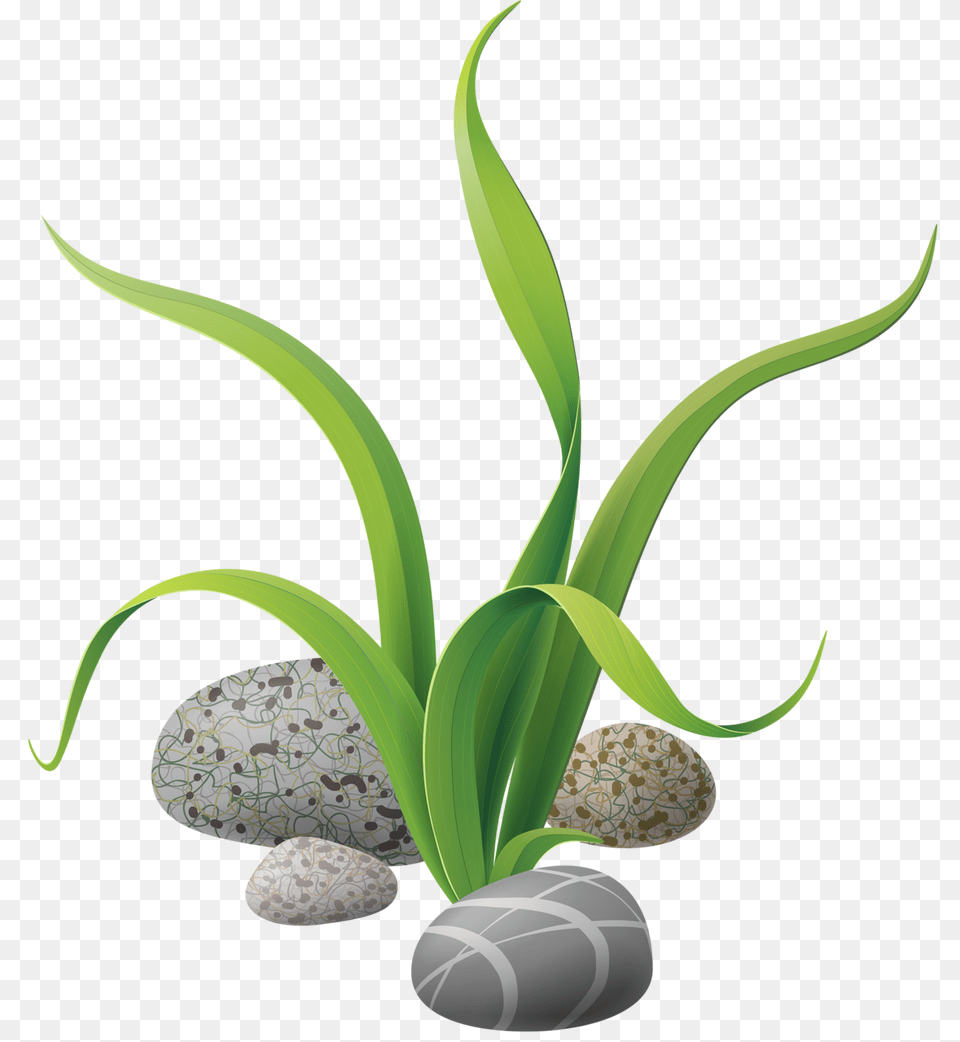 Algae Stones Sea Animal Fish Sea And Art, Flower, Flower Arrangement, Plant, Pebble Free Transparent Png