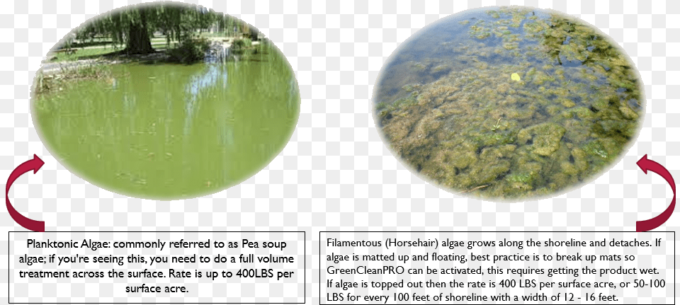 Algae Transparent Reflection, Plant, Rainforest, Outdoors, Tree Png Image