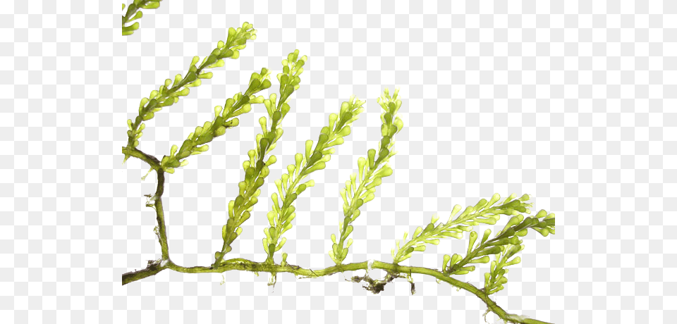Algae Tree Algae, Conifer, Grass, Leaf, Moss Free Png Download