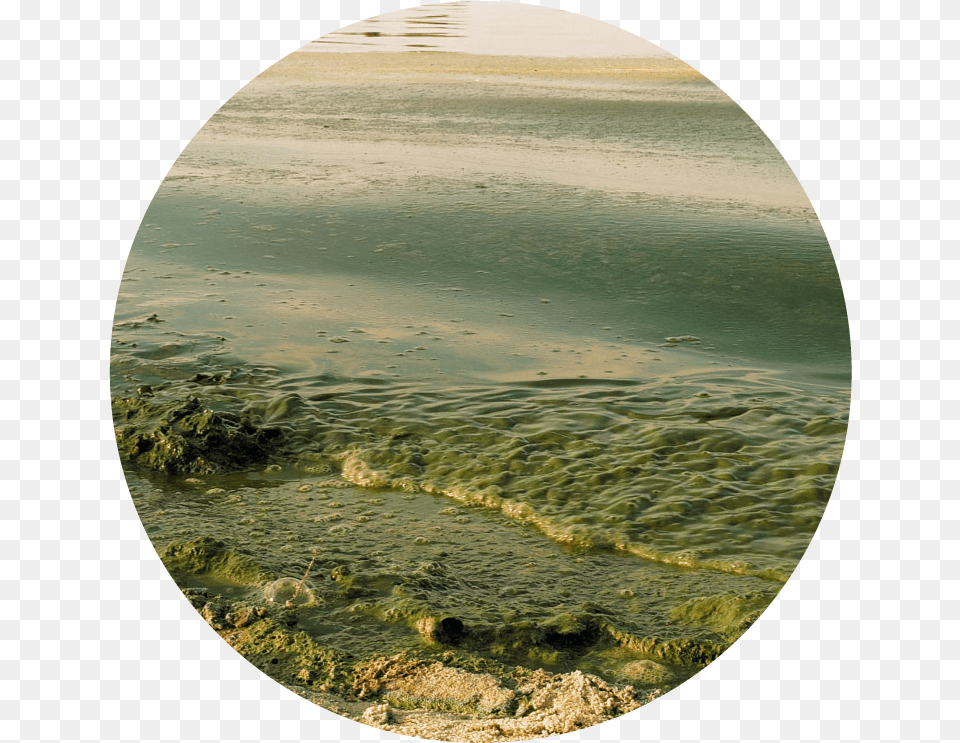 Algal Bloom Solution, Algae, Photography, Plant, Sphere Free Transparent Png