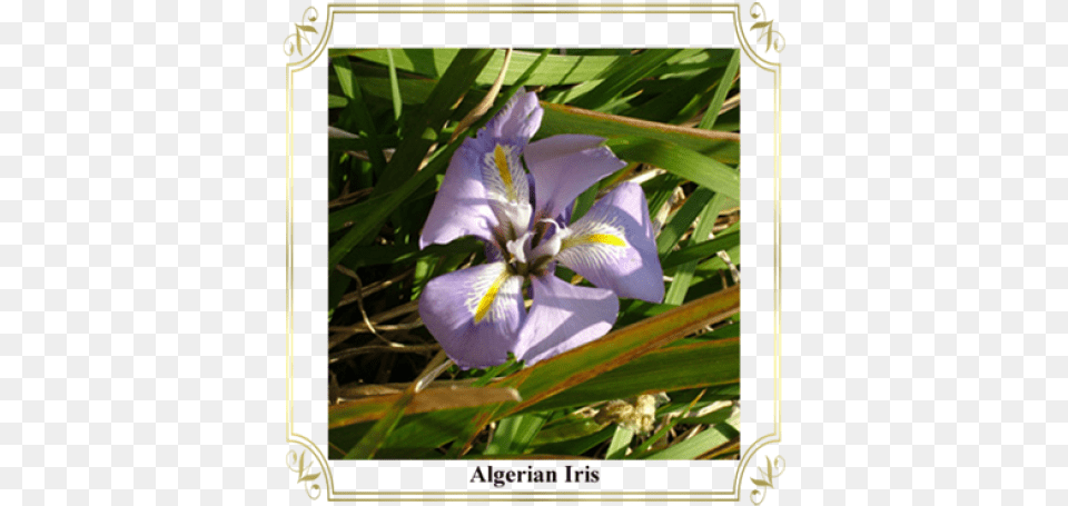 Algerian Iris, Flower, Plant Png Image