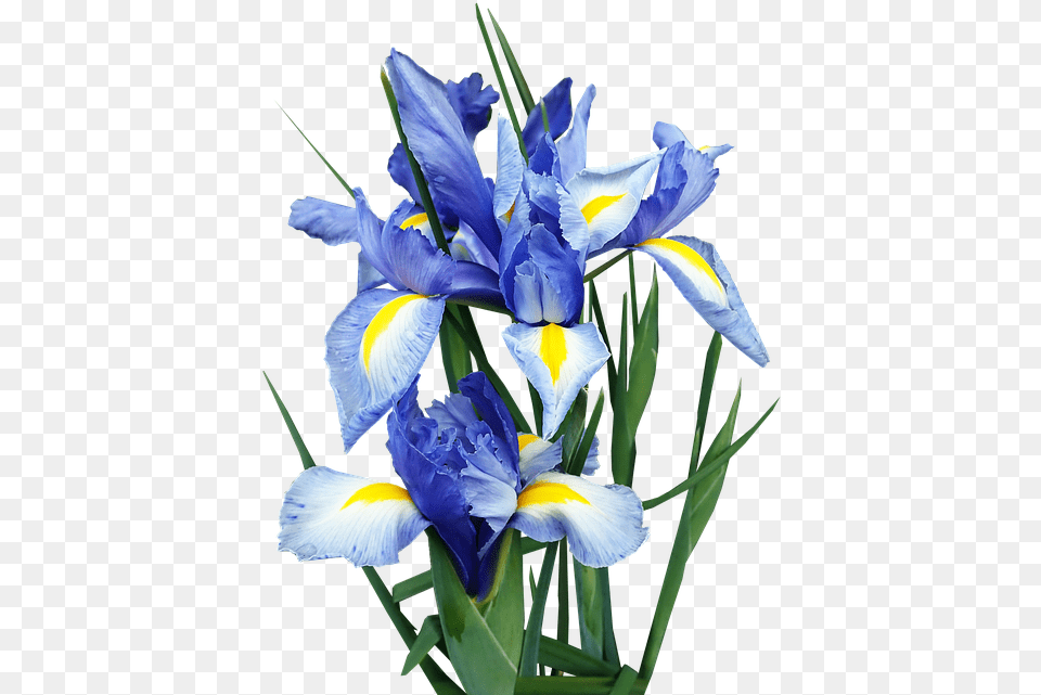 Algerian Iris, Flower, Plant, Petal Free Png Download