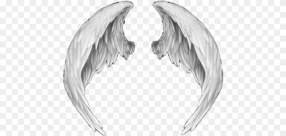 Ali Angelo 4 Image White Anime Angel Wings, Animal, Bird Free Png Download