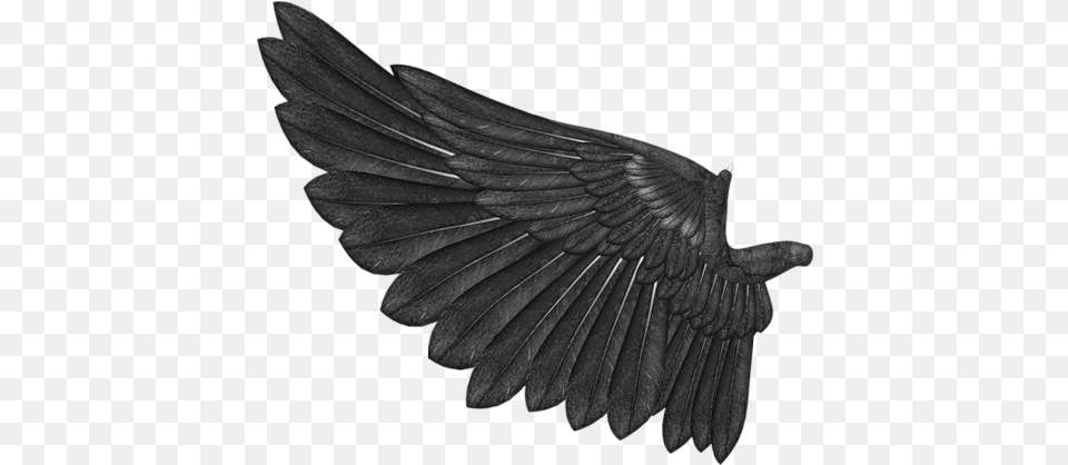 Ali Nere 6 Rook, Animal, Bird, Blackbird Png Image