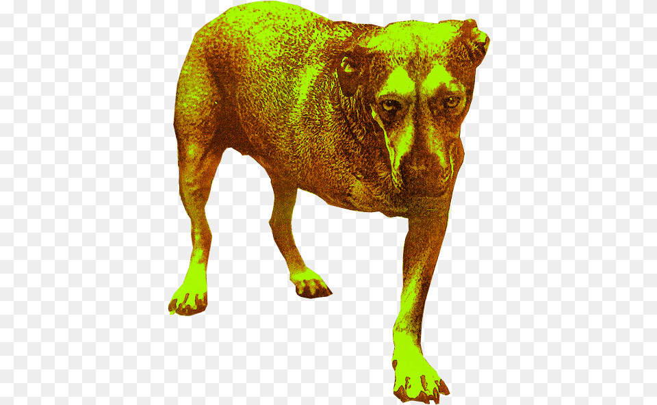 Alice In Chains Alice In Chains, Animal, Bear, Mammal, Wildlife Free Png