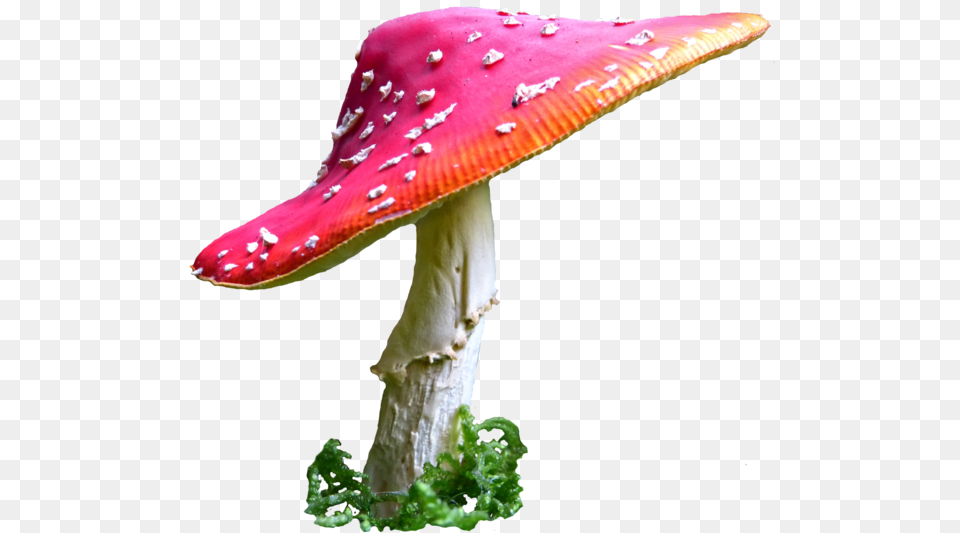Alice In Wonderland Mushroom Clip Art Royalty Alice In Wonderland Mushroom, Agaric, Amanita, Fungus, Plant Free Png Download