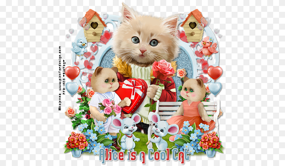 Alice Is A Cool Cat Foru Kitten, Person, People, Animal, Mammal Png Image