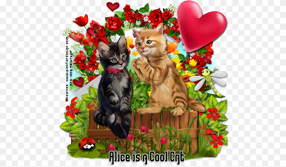 Alice Is A Cool Cat Give Kitten, Animal, Mammal, Pet, Flower Free Transparent Png