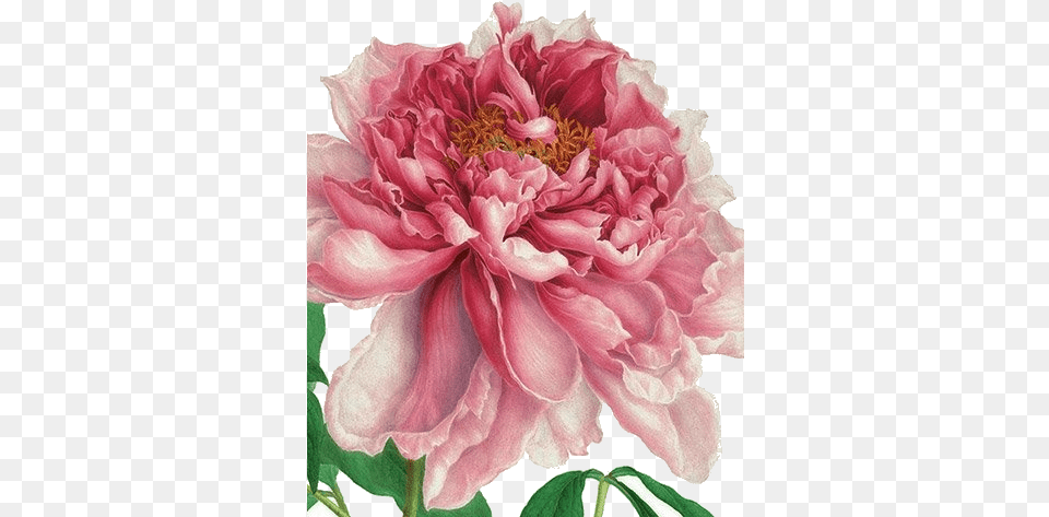 Alice X Zhang Flowers And Historical Art Of Flowers Watercolor, Dahlia, Flower, Plant, Petal Free Png