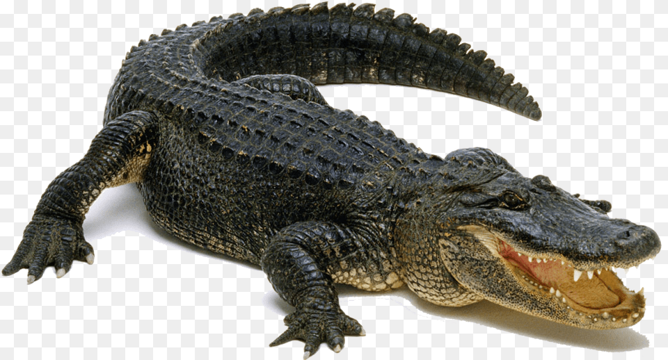 Aligator 4, Animal, Lizard, Reptile, Crocodile Png Image