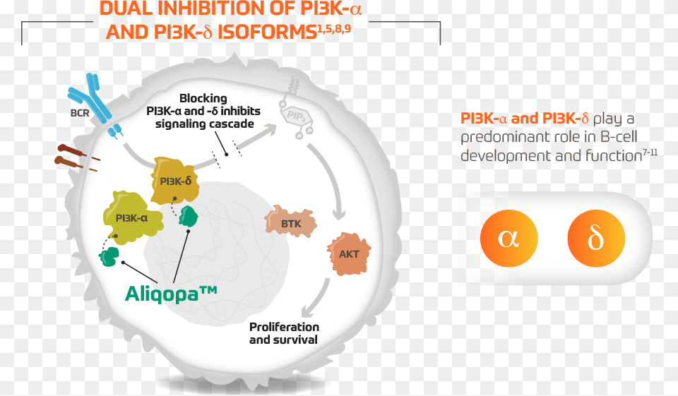 Aliqopa Mechanism Of Action Circle, Birthday Cake, Cake, Food, Cream Free Transparent Png