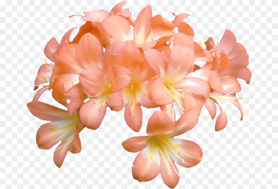Aljanhnet Backgrounds Full Mob Flowering Peaches Peach Flower, Anther, Petal, Plant, Flower Arrangement Free Png