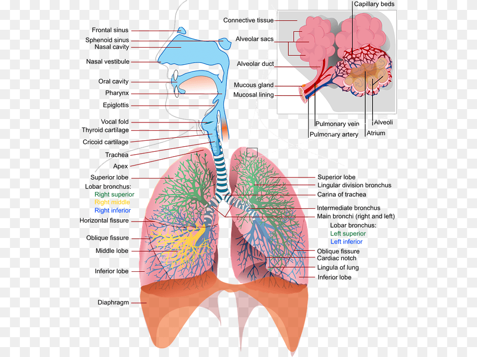 Alkaline Breathing Respiratory System, Ct Scan, Adult, Female, Person Free Png Download