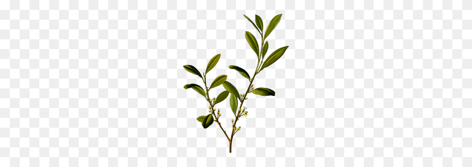 Alkaloid Herbs, Tree, Grass, Green Free Transparent Png