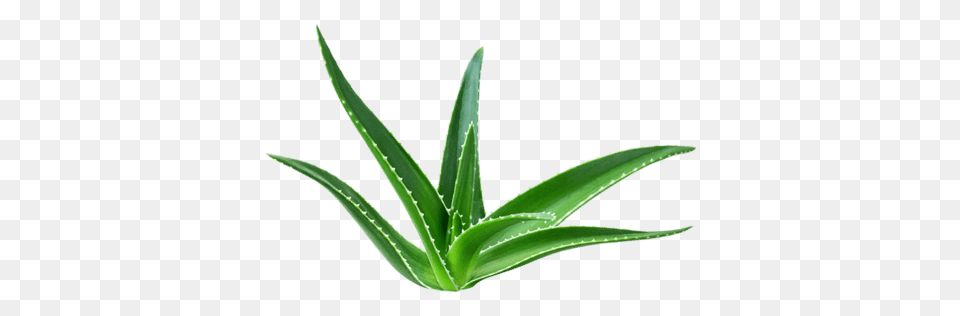 All About Aloe, Plant Free Png