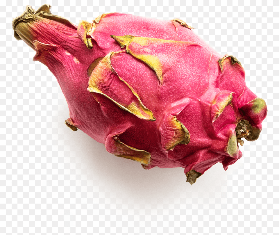 All About Dragon Fruit, Flower, Food, Plant, Produce Free Png