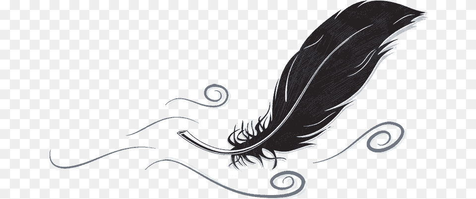 All About Feathers Illustration Png