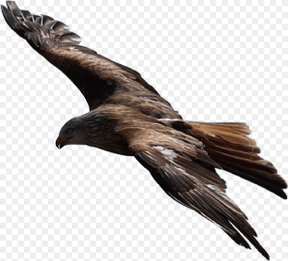 All Birds Find Shelter During A Rain But Eagle Avoids, Animal, Bird, Kite Bird, Flying Free Png Download