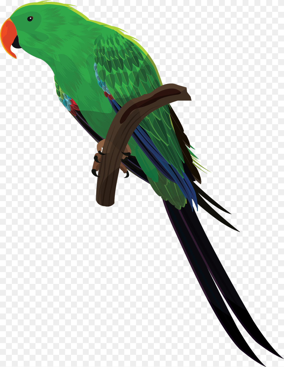 All Birds Images, Animal, Bird, Parakeet, Parrot Png Image