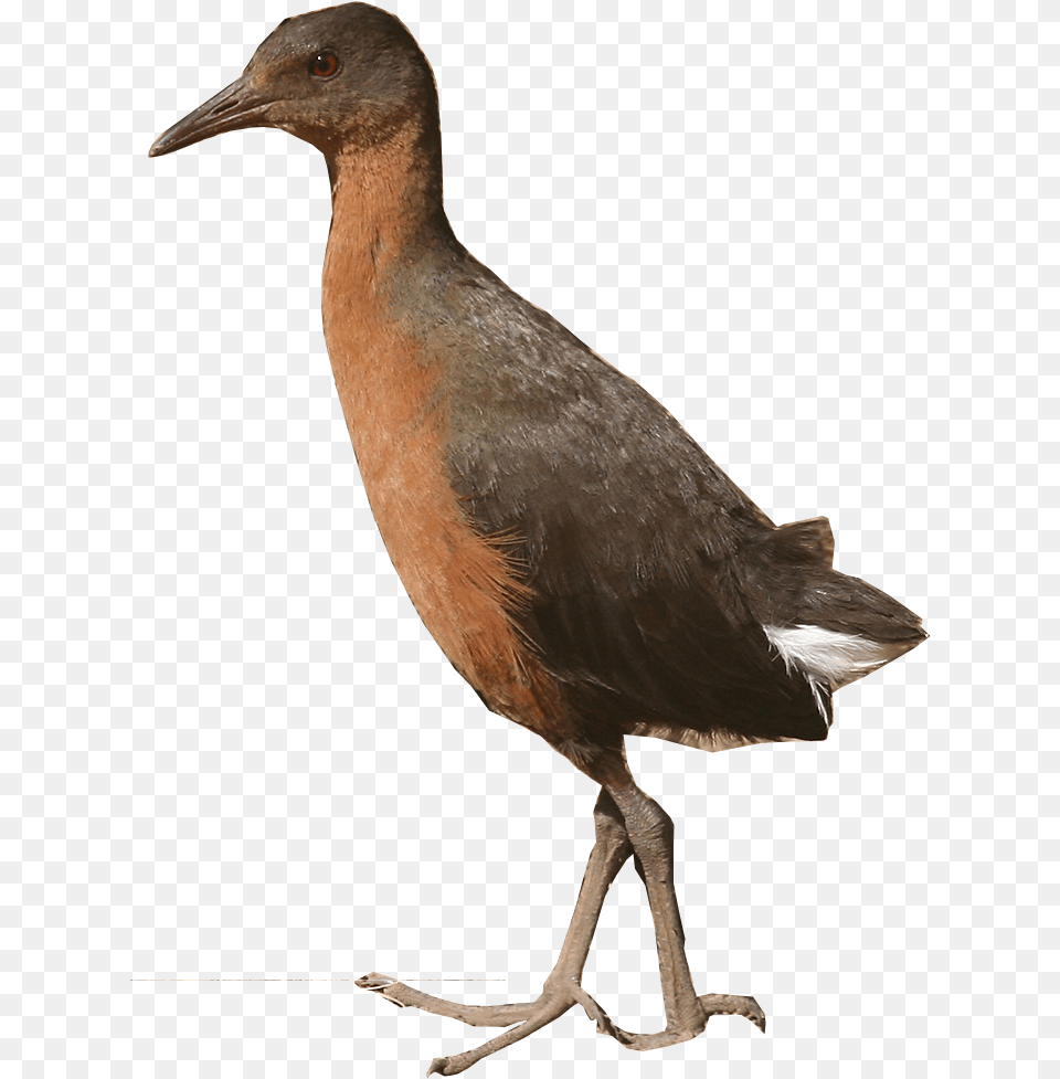 All Birds Wiki, Animal, Beak, Bird, Waterfowl Png Image