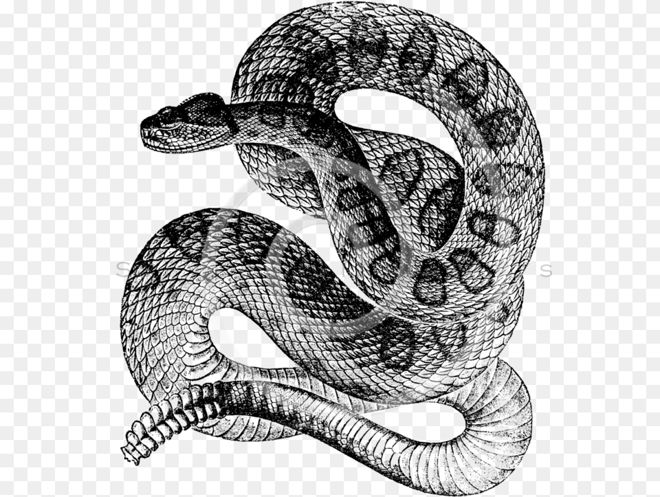 All Black And White Illustrations Silverspiralarts Snake Black And White, Coil, Spiral, Smoke Pipe Free Transparent Png